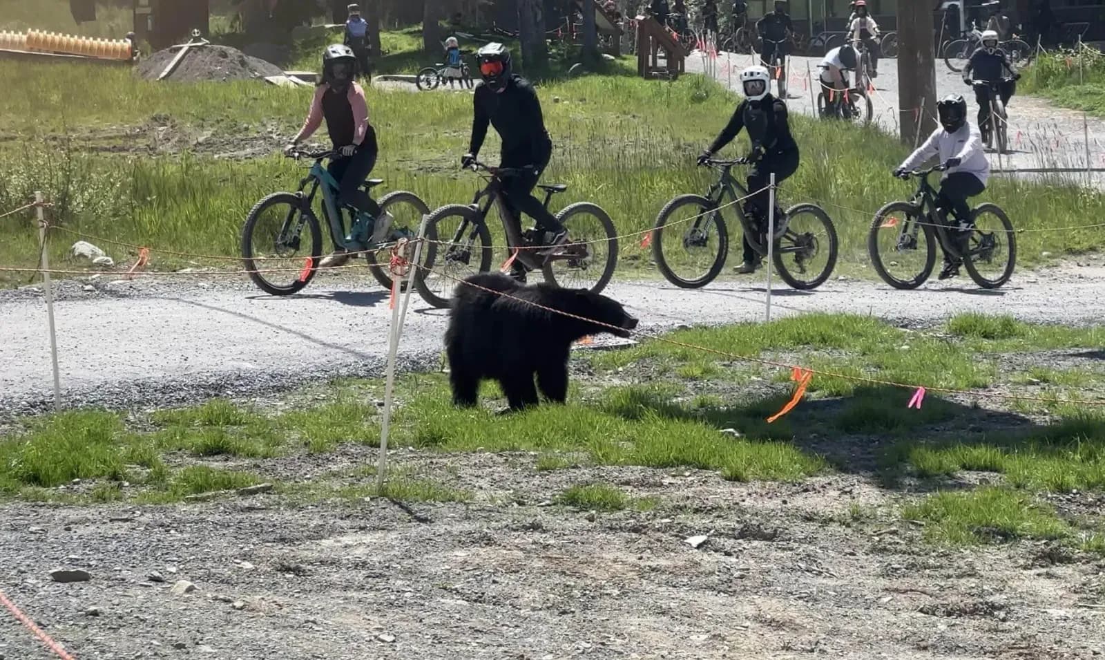Orso nero che attraversa un sentiero sterrato davanti a un gruppo di rider a Whistler